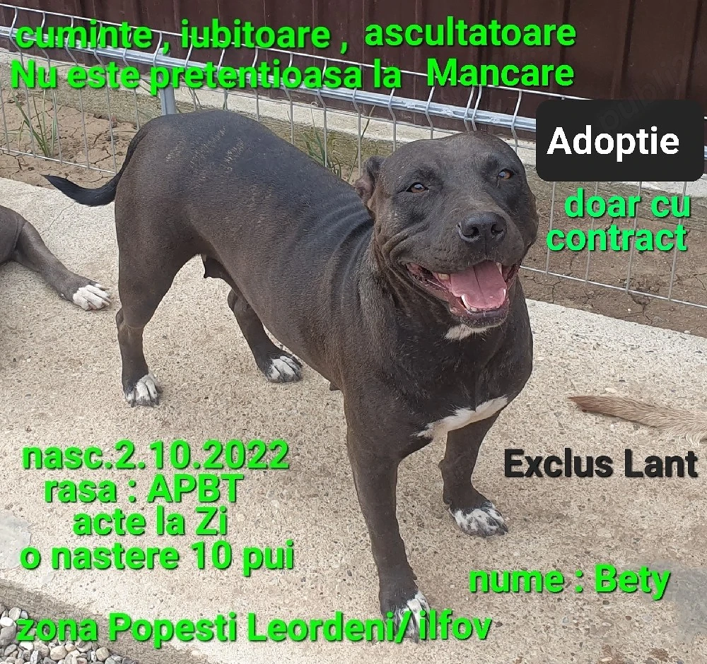 Adoptie Fata AmericanPBT