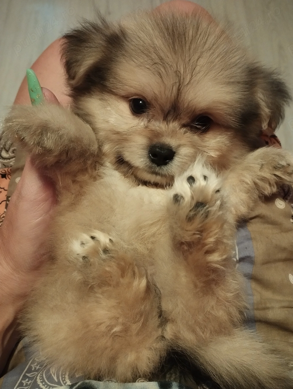 Fetita pomeranian shihtzu