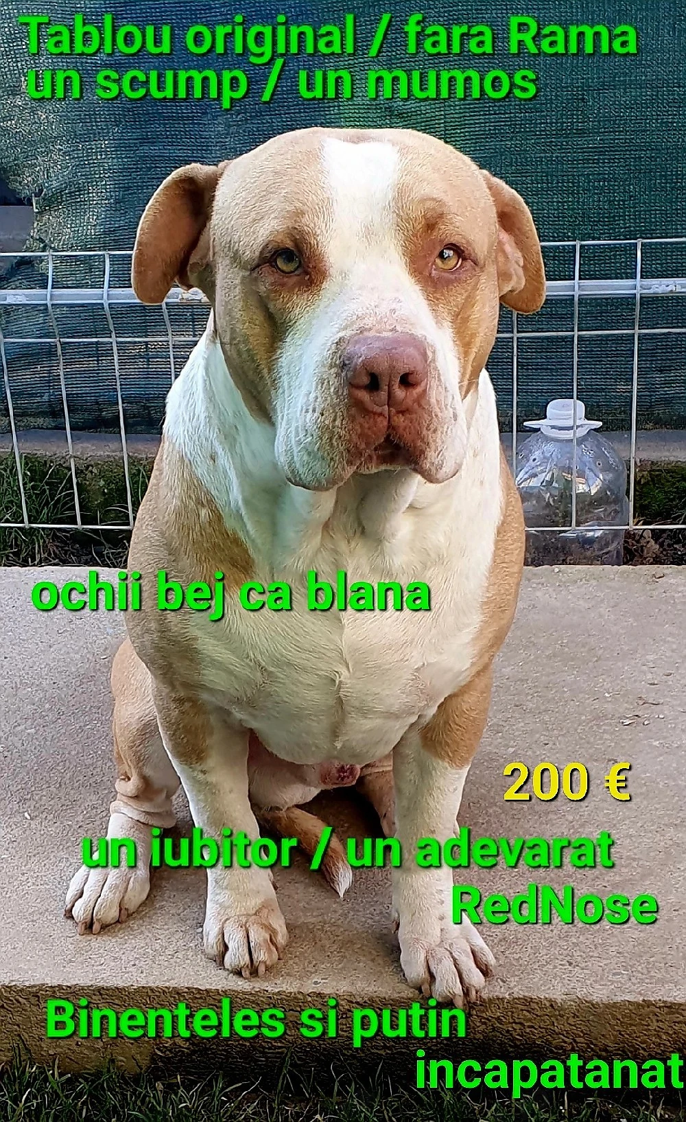 AmericanPBT RedNose