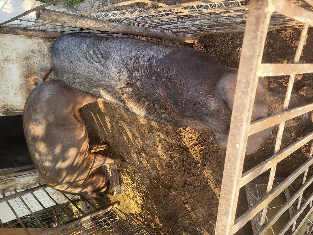 Vand porc si purcica duroc