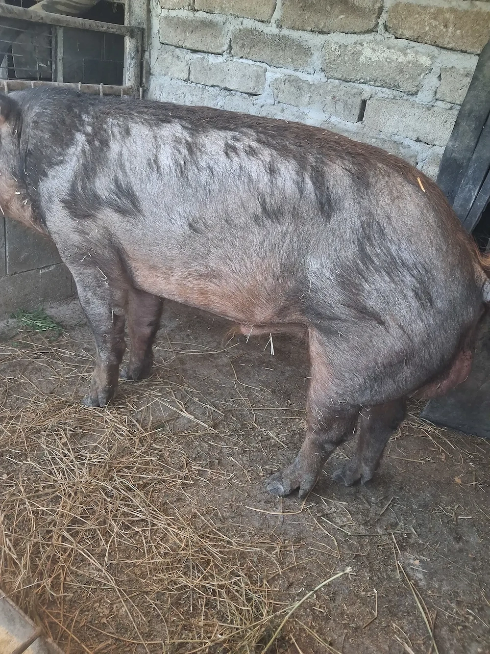 vier de vanzare rasa duroc 1 an jumate