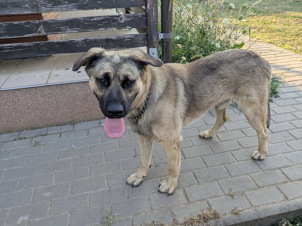  MAX își caută o curte pe care să o păzească și o familie pe care să o iubească!