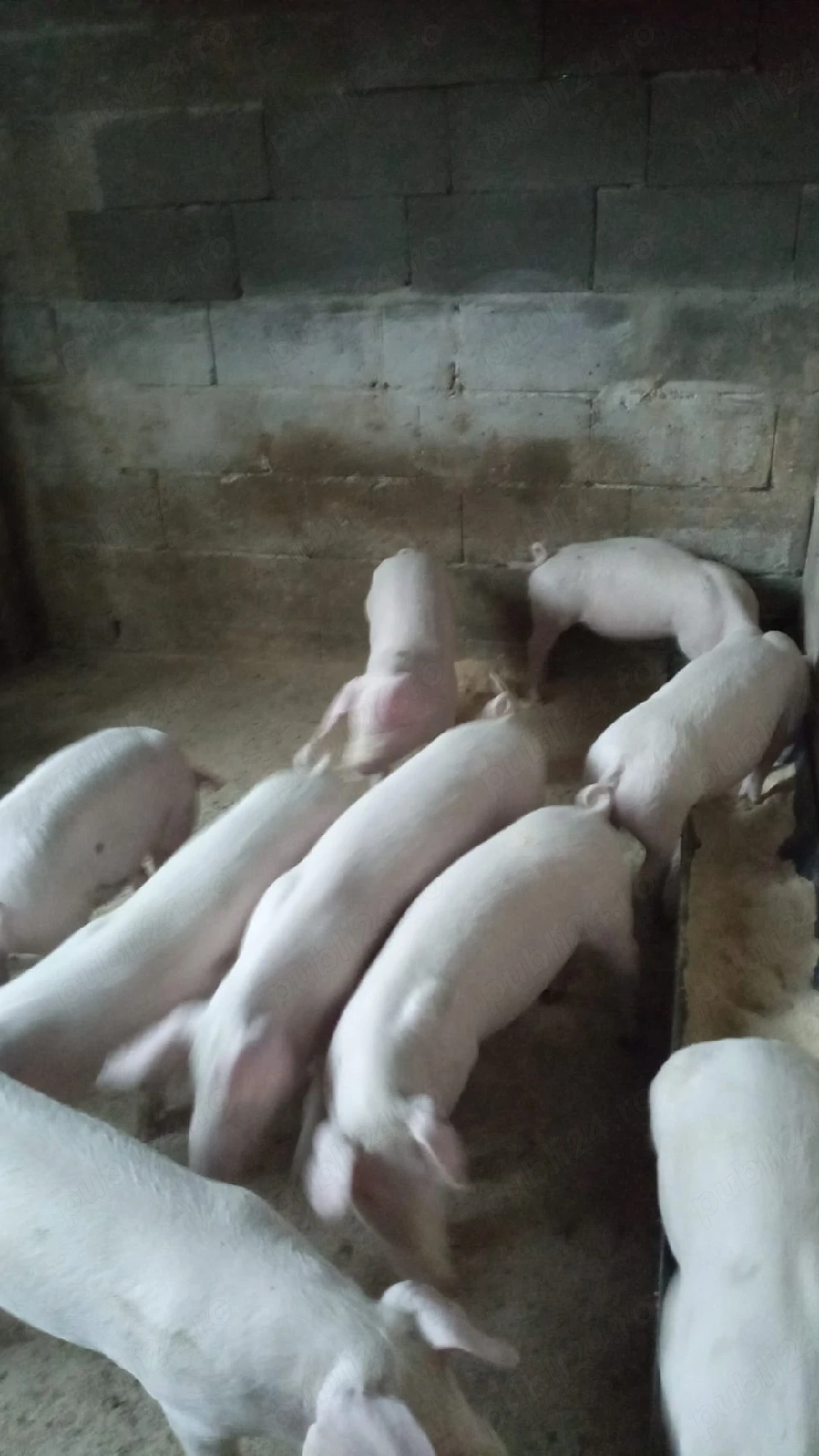 Purcei Landras de vanzare