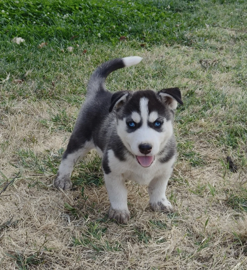Vând pui husky