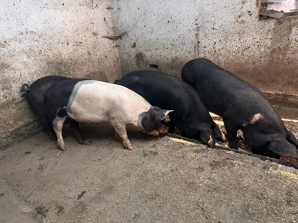 porci 90-110 kg