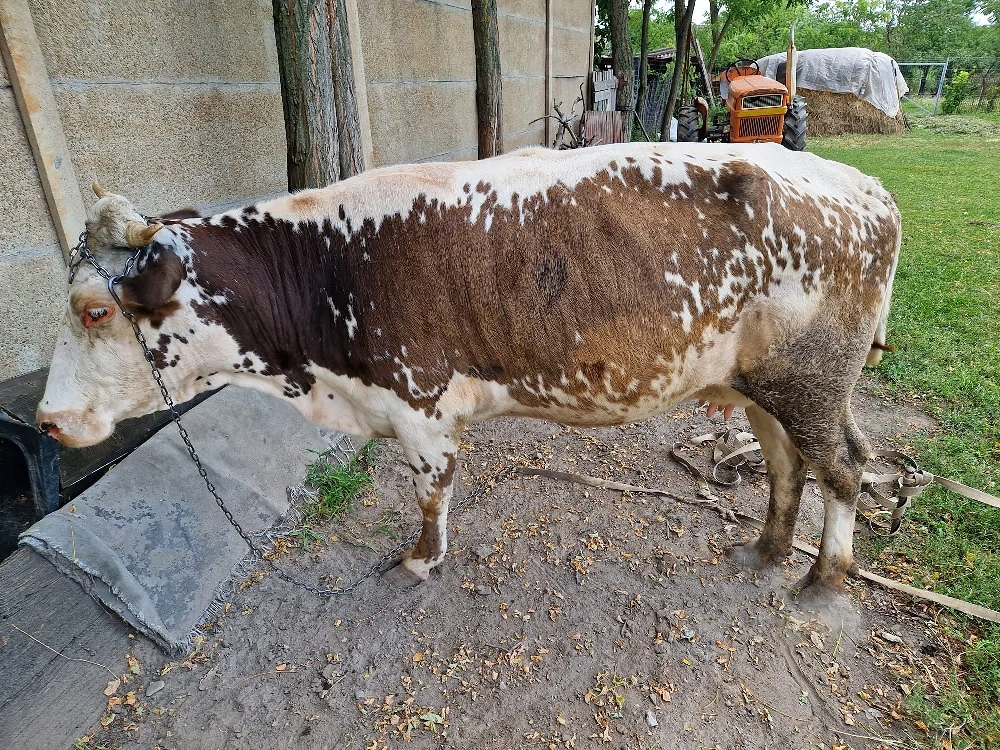 vaca vanzare