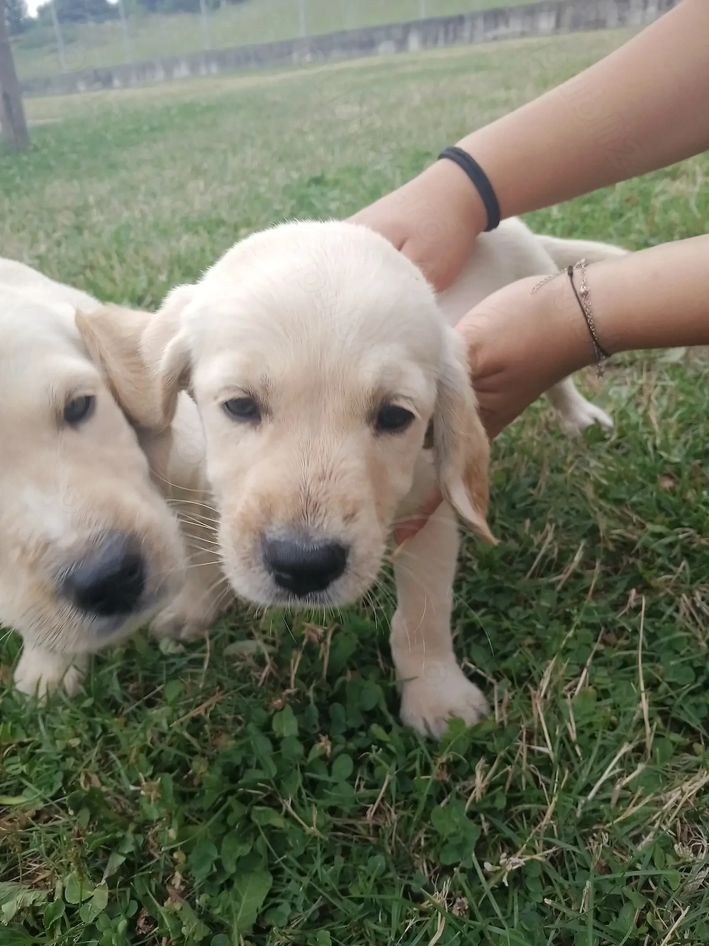 Cățelușa Labrador 