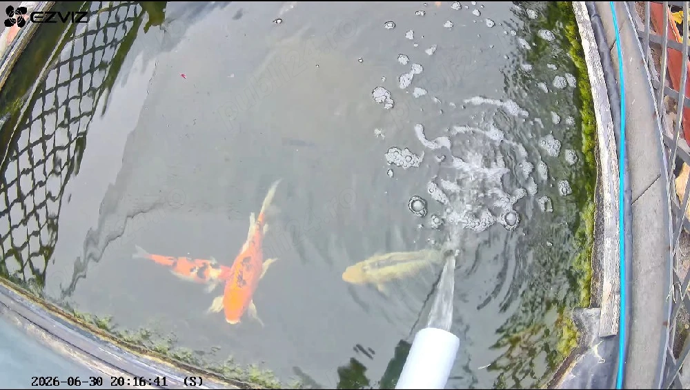 crap koi iaz