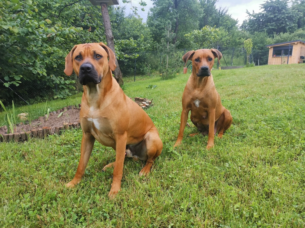 Rodesian ridgeback _Catelusi de vinzare, 4 baietei si 4 fetite, 8 saptamini 