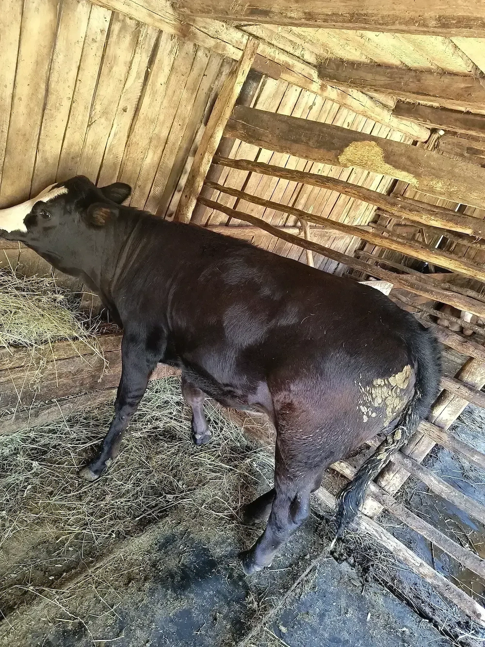 Vând vițea angus din montă 