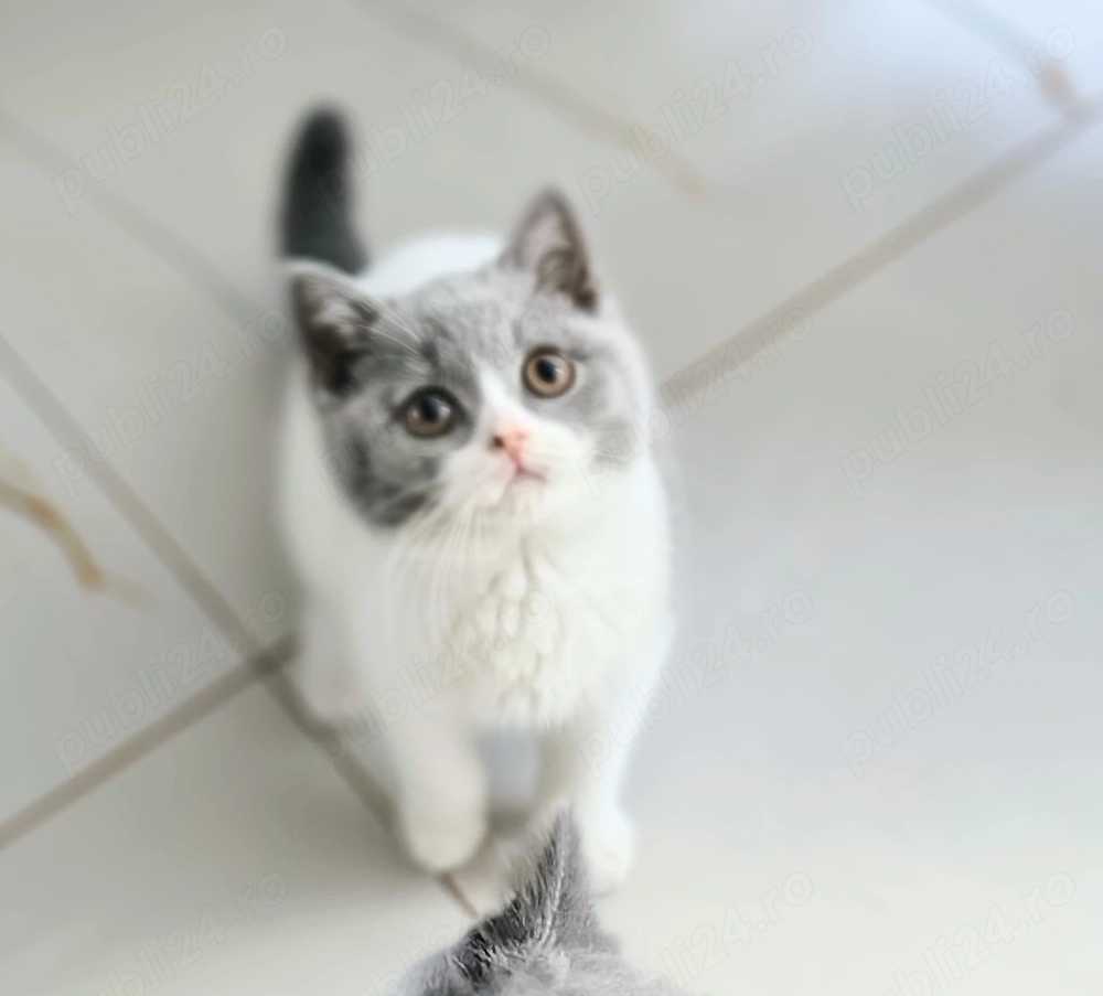 British bicolor cu pedigree 