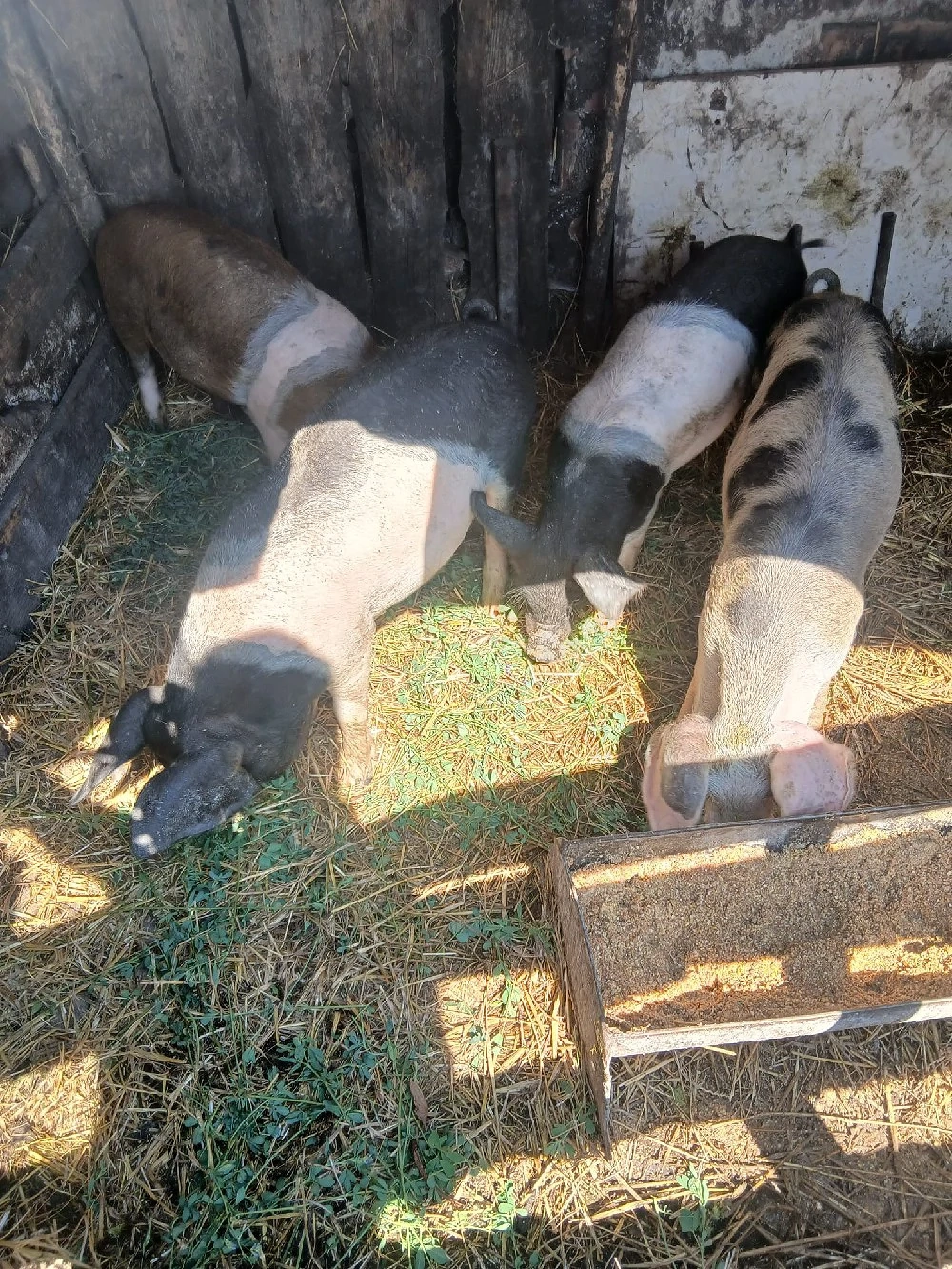 de vânzare 4 bucăți castrați vaccinați mânca orice bobe faina etc preț 500 lei bucata unul cu altul 