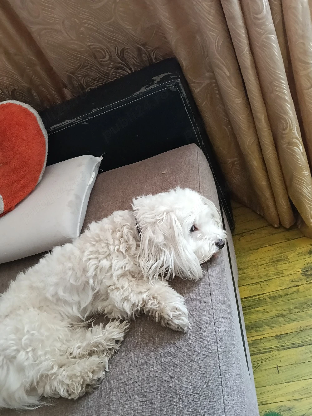 vand fetiță si băiat bichon malteze 