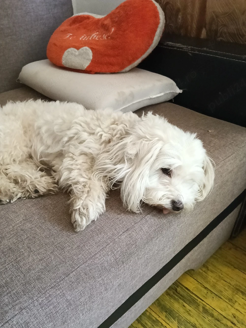 bichon malteze 