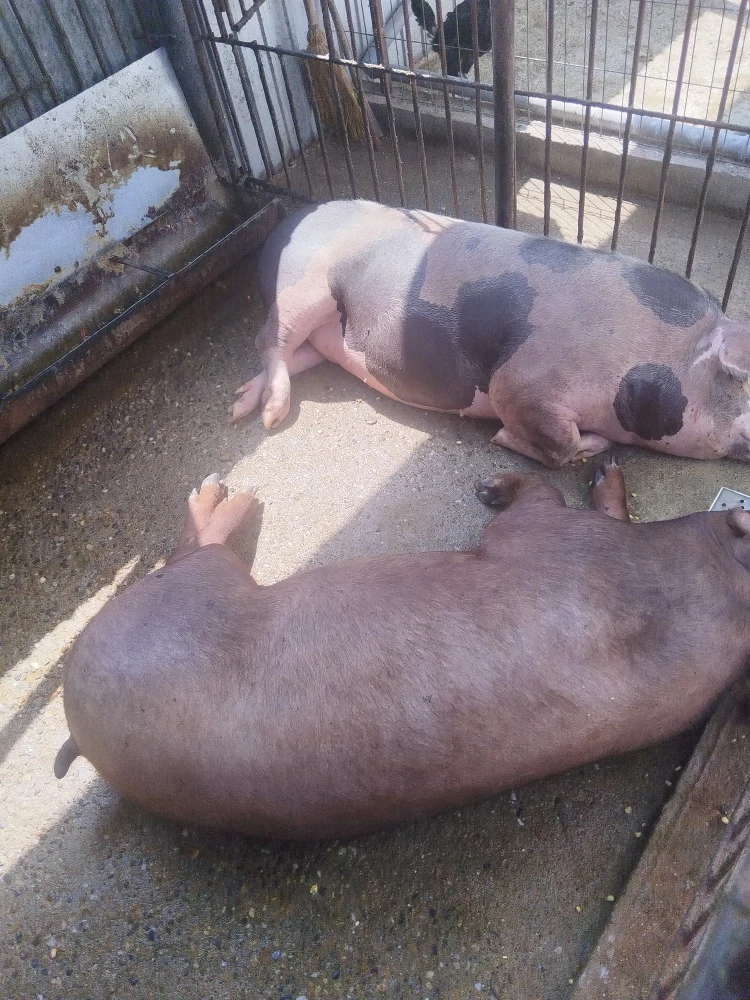 vand porc