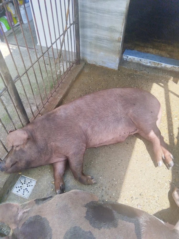 vand porc 112 kg
