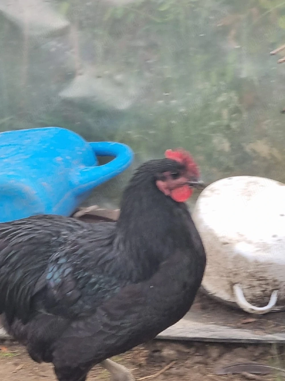 Cocoși Australorp de vanzare