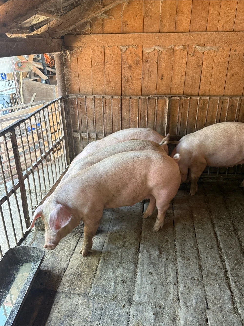 porci 80-110kg
