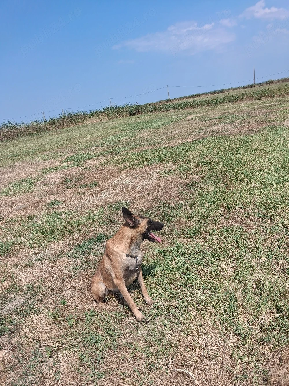 mascul de malinois 
