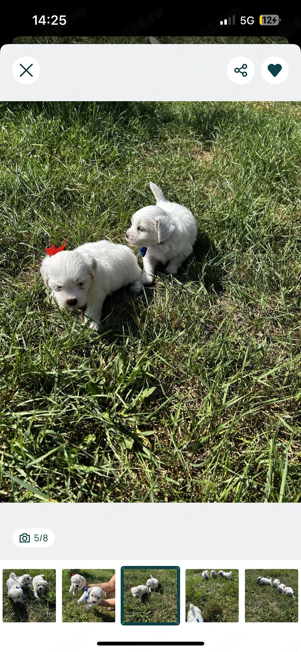 pui de bichon 4 săptamăni  ne cautm familii iubitoare 