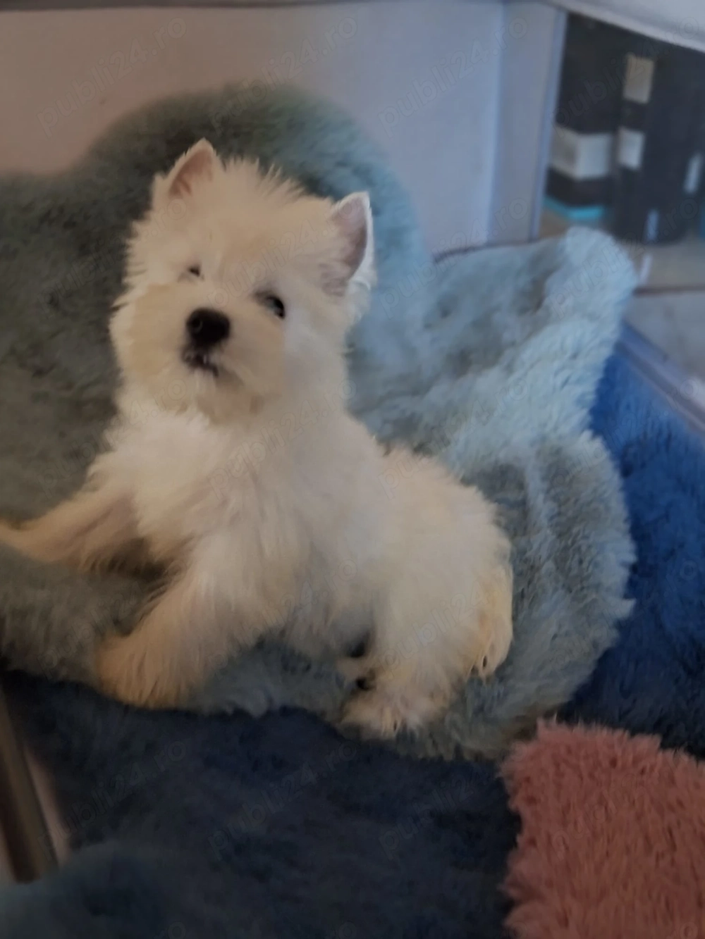 westie fetiță 