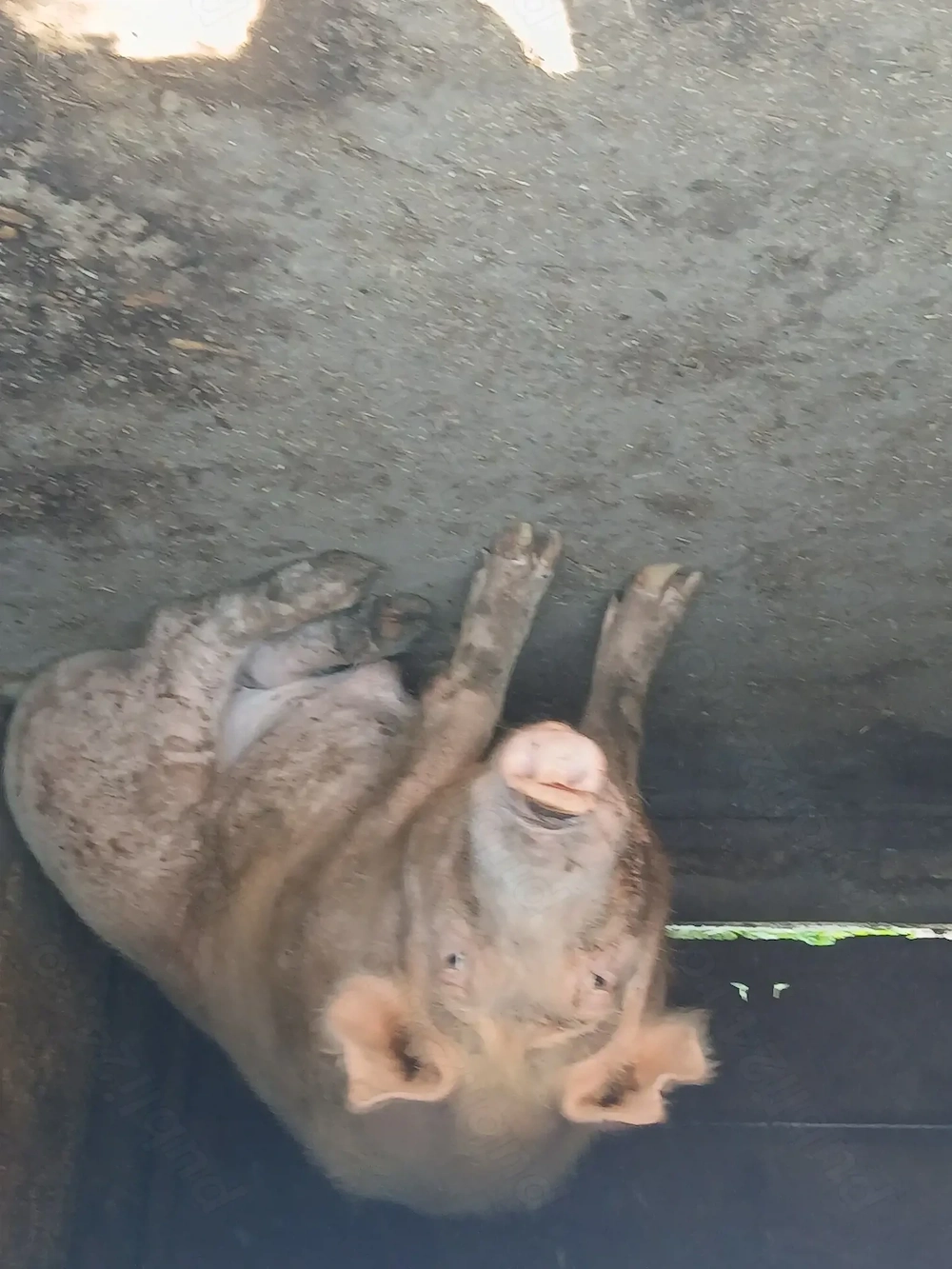 Se vinde porci