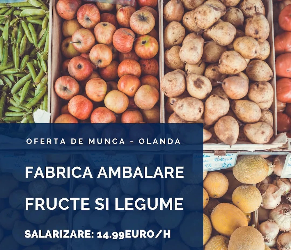 Angajam  cupluri la ambalat de legume 