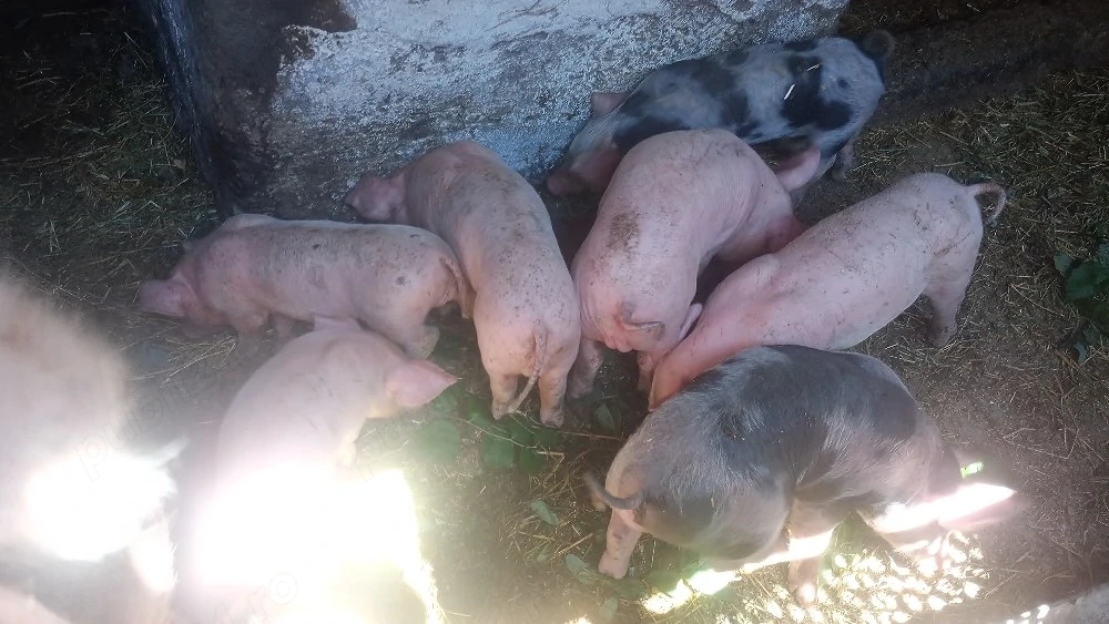 purcei 5 săptămâni