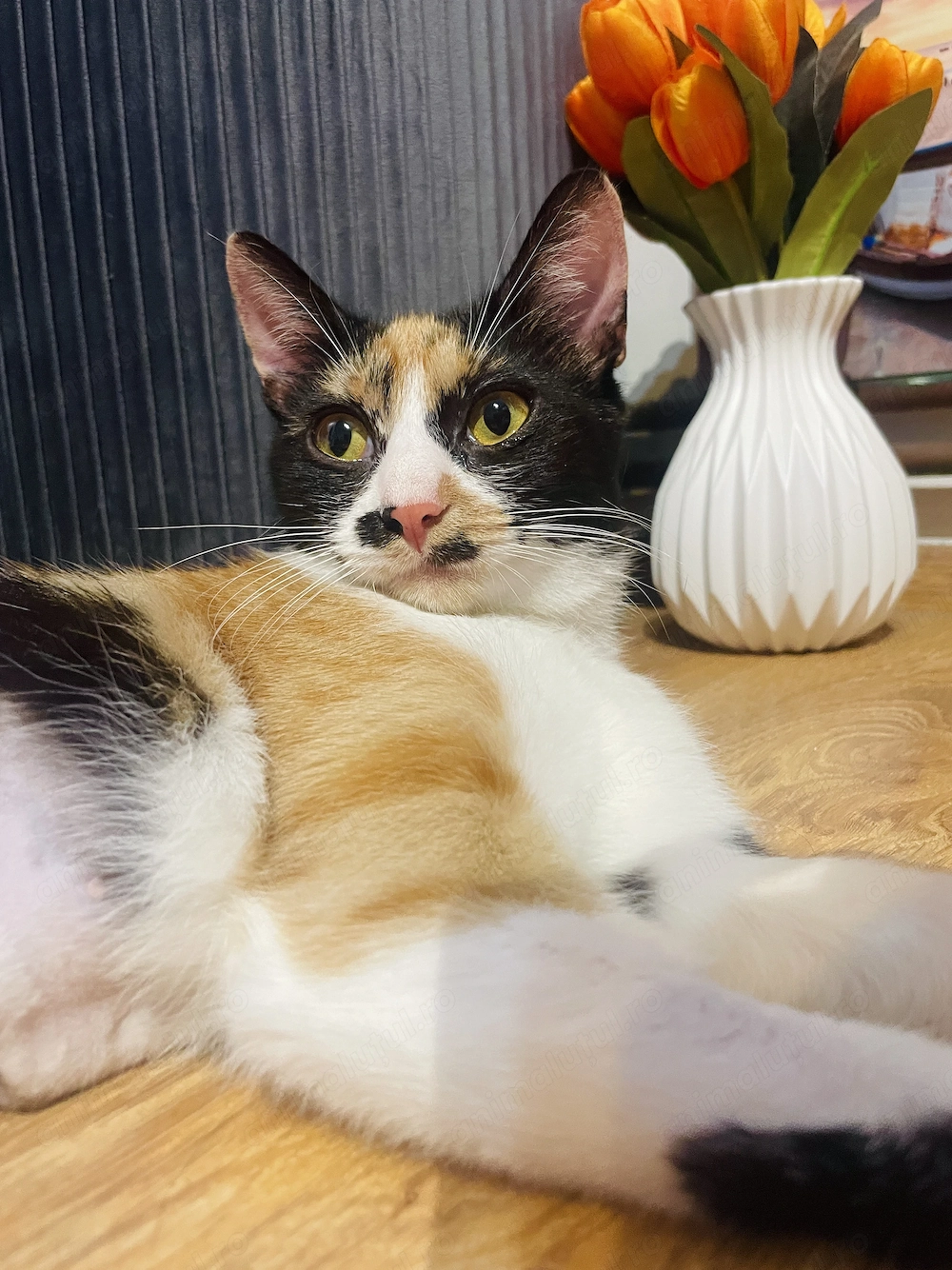 Miti are nevoie urgenta de adoptie pana Marti!