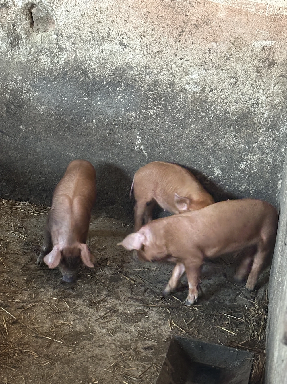 De vânzare purcei duroc 6 săptămâni 