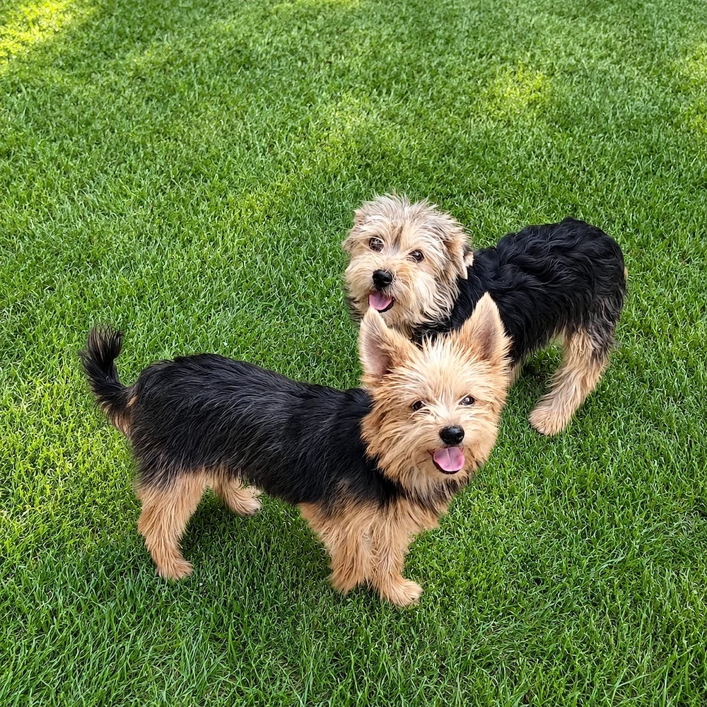 Yorkshire terrier 7 luni  URGENT