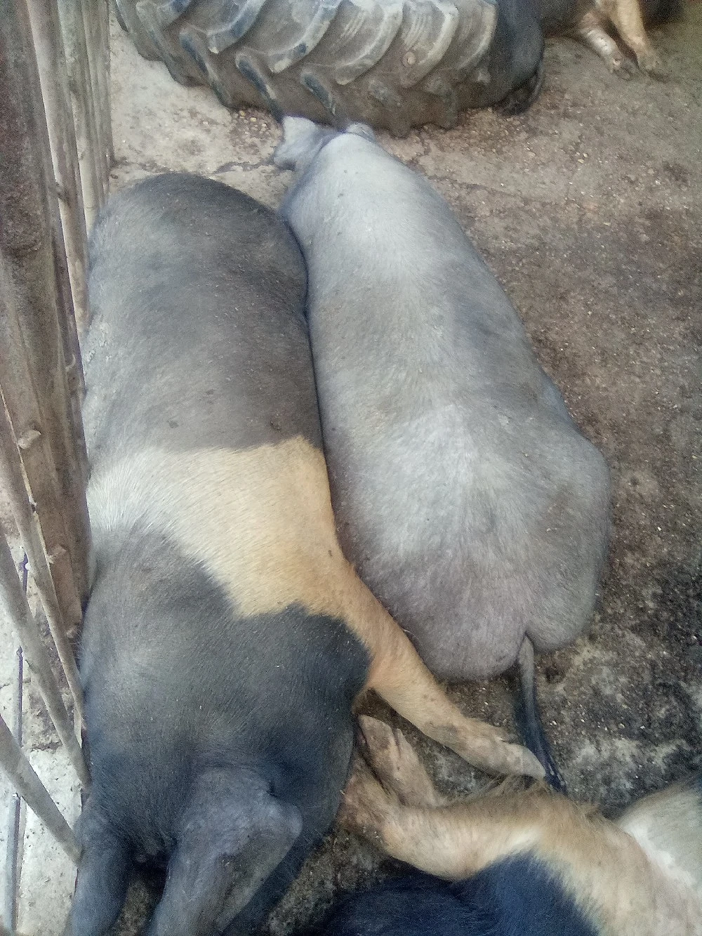 De vânzare porcii bazna si mangalița 
