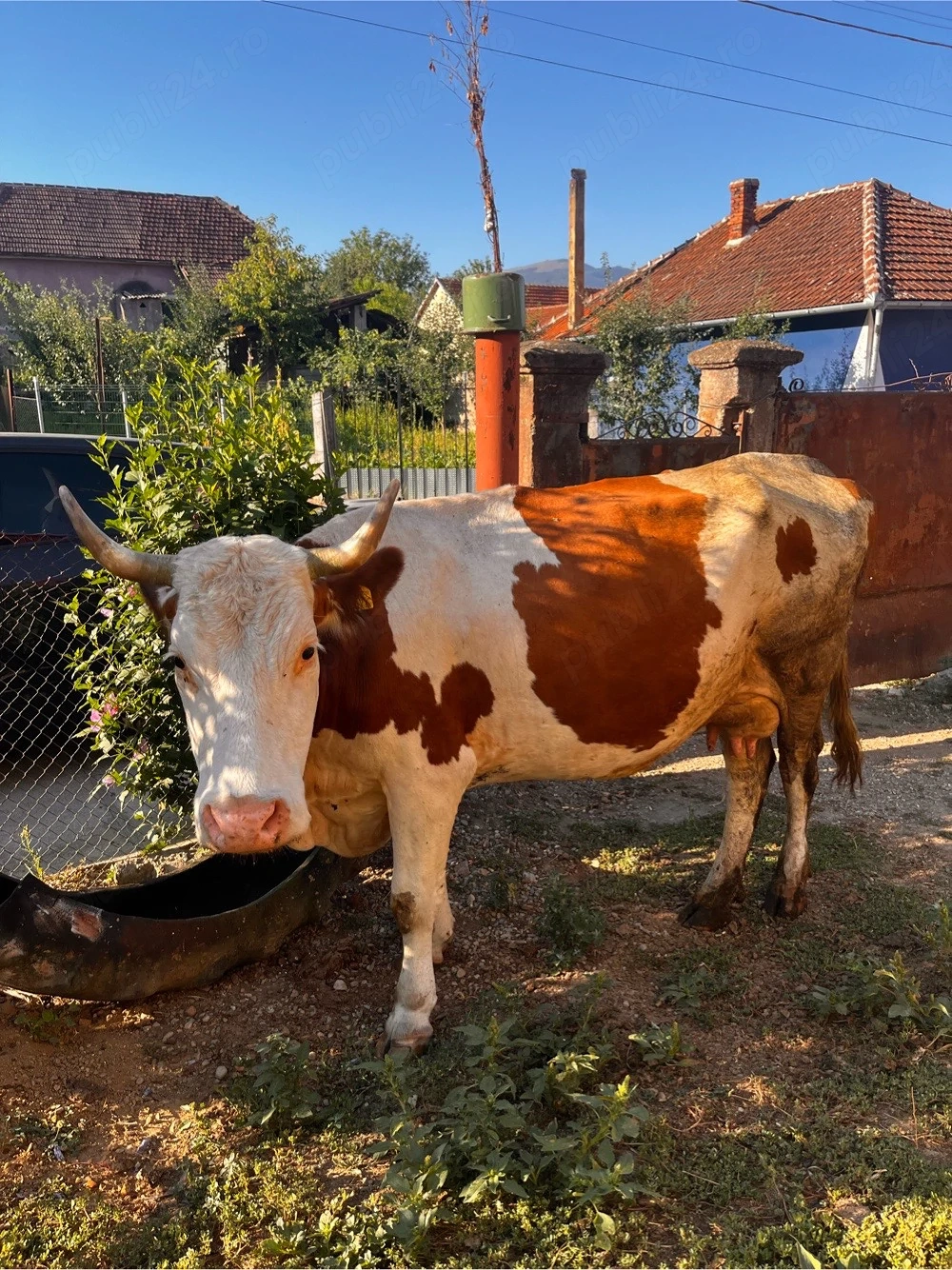 vaca de vanzare 