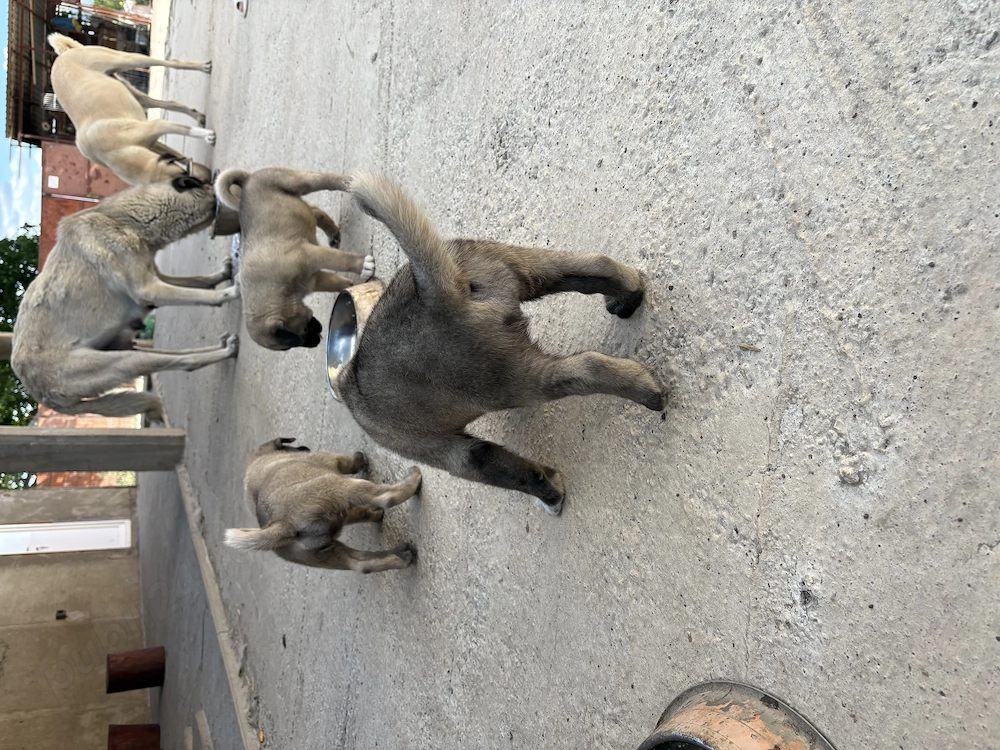 Vând Kangal turcesc original 