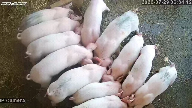 Purcei 6 saptamani in Bertestii de Jos, jud Braila