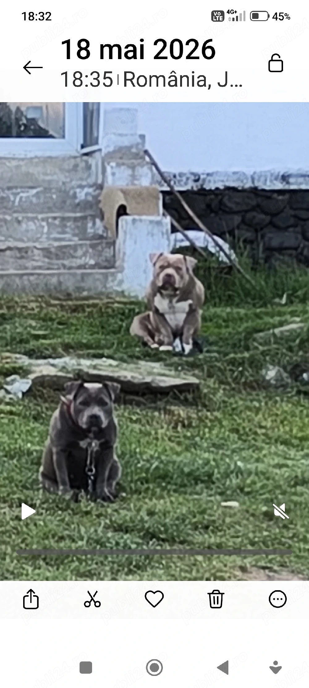 american Bully cu acte
