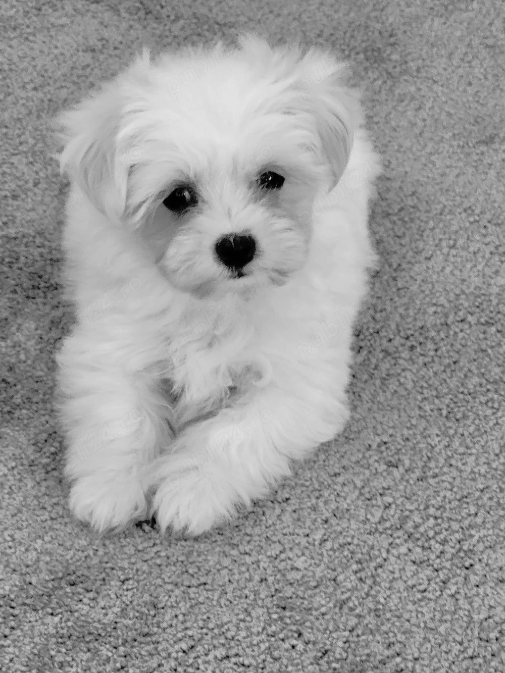 Bichon maltez toy