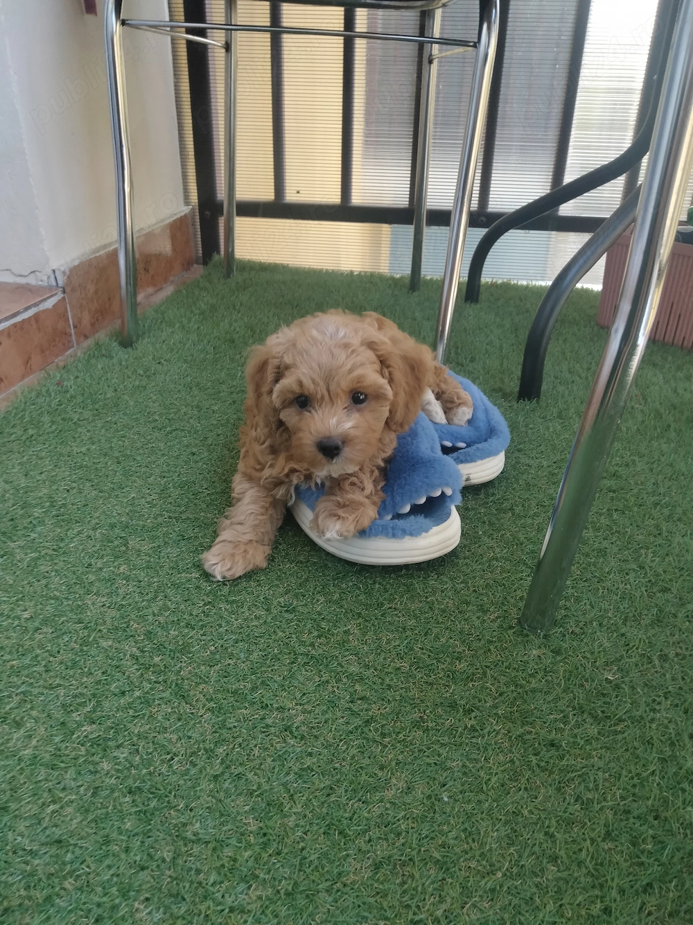 Câine rasa Maltipoo Apricot 