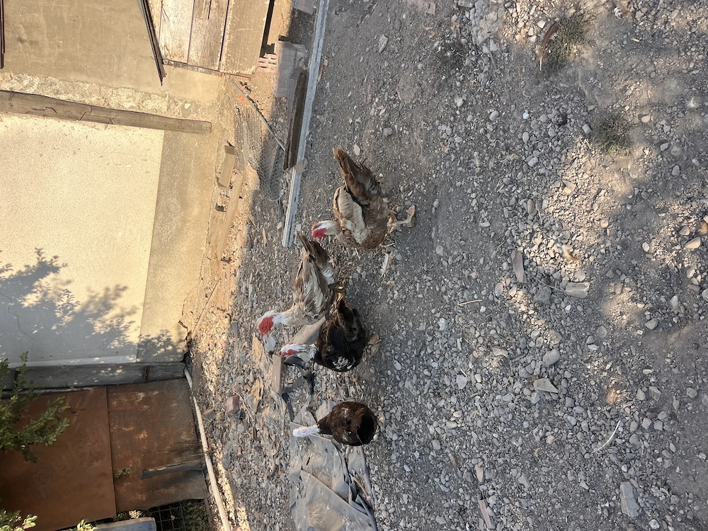 Rățoi de vânzare, 4 buc