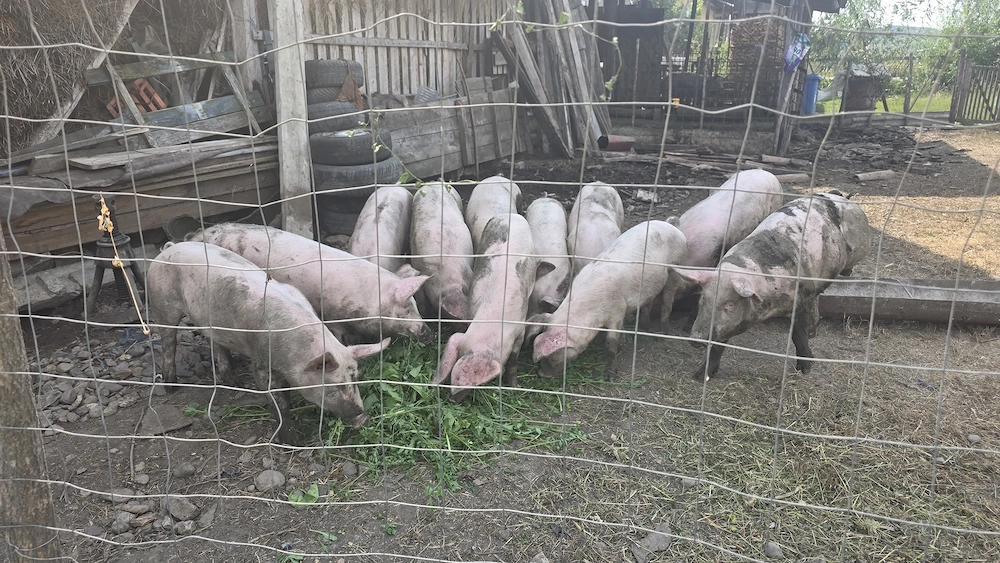 Vand porci landrace de carne