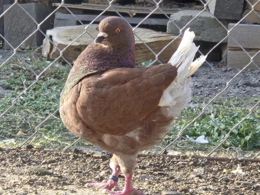 Kingi  Voltati.     