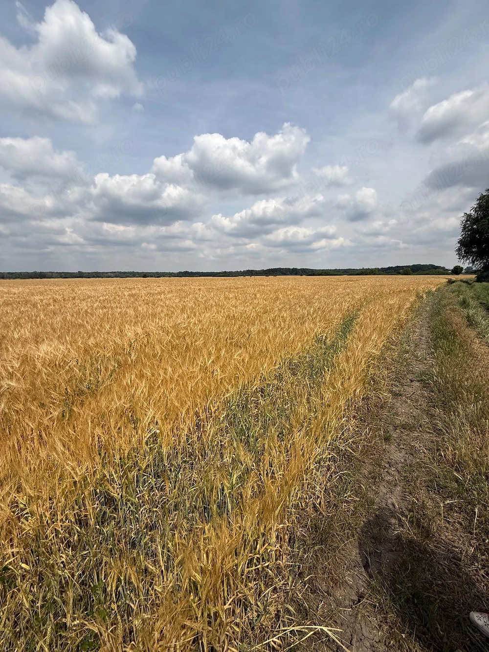 Vand 116 ha teren agricol in judetul Arad