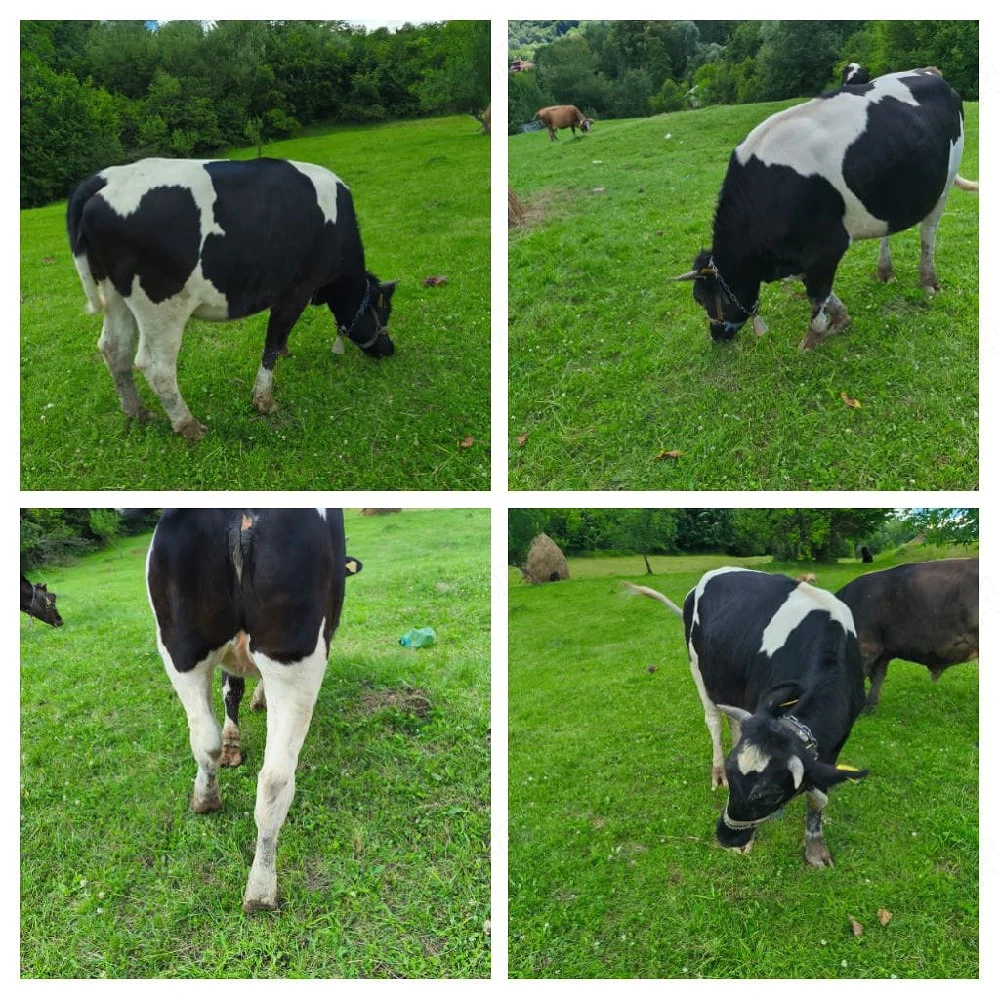  De vanzare Bruna de Maramures 
