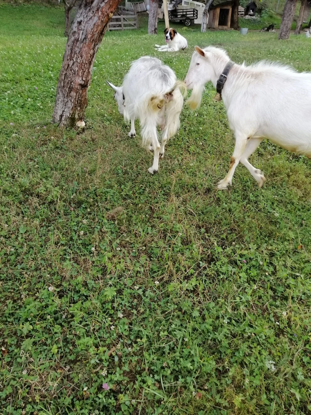 5 capre si un țap de vinzare