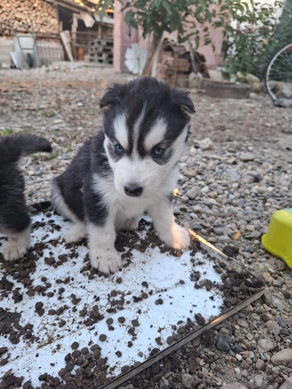 Cățelusa husky siberian 