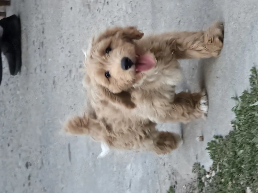 Maltipoo 4luni