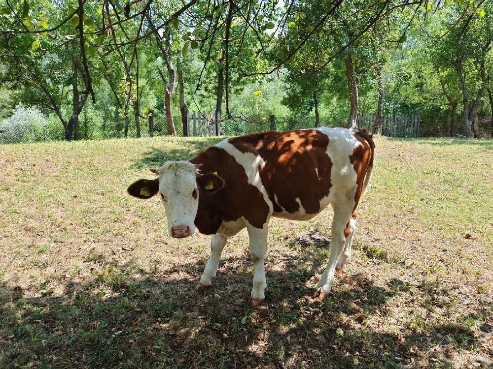 Vand vaca cu vitea baltata romaneasca