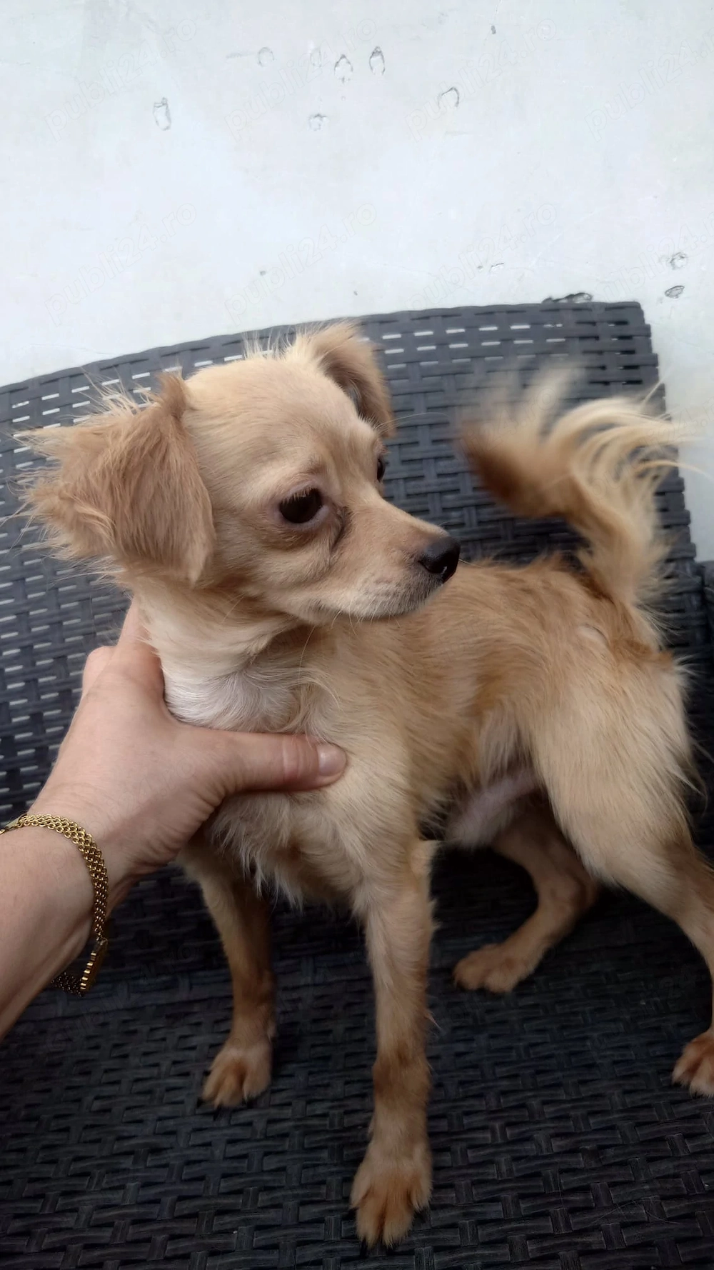 chihuahua baiat