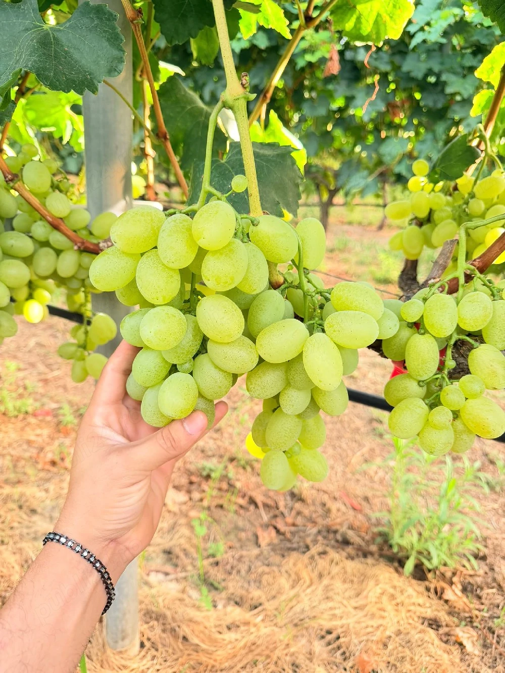 Lucrători in agricultură cu și făra experința