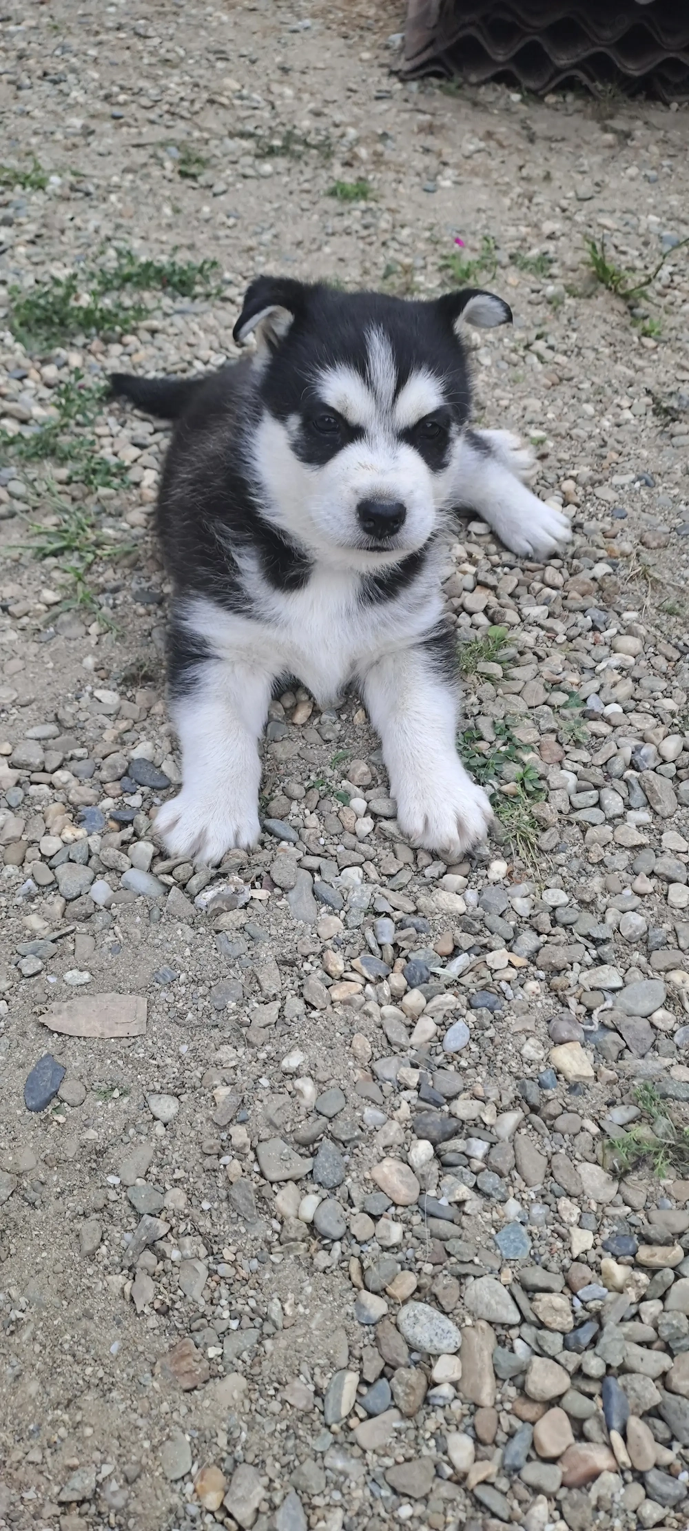 Pui husky  siberian 